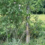 Mazurska Apartamento *