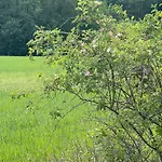 Mazurska Orzysz