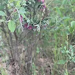 Mazurska Apartamento *