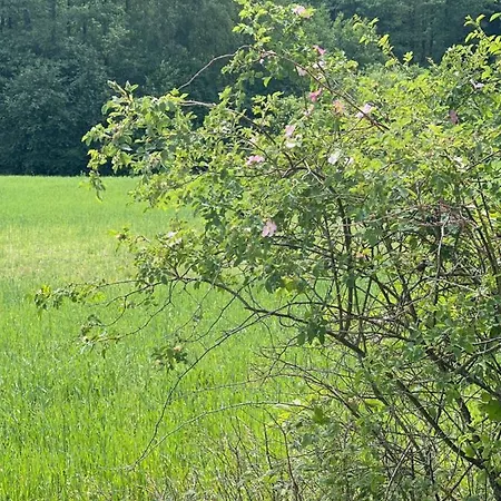 Mazurska Orzysz
