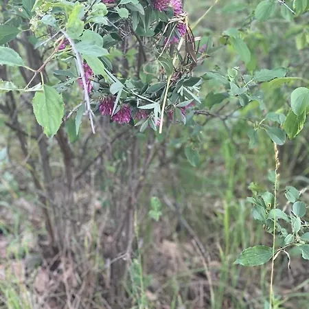 Mazurska דירה *