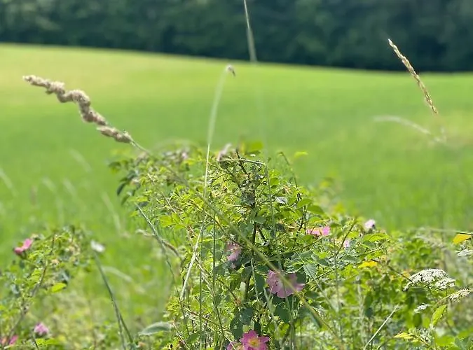 Mazurska Apartment Orzysz