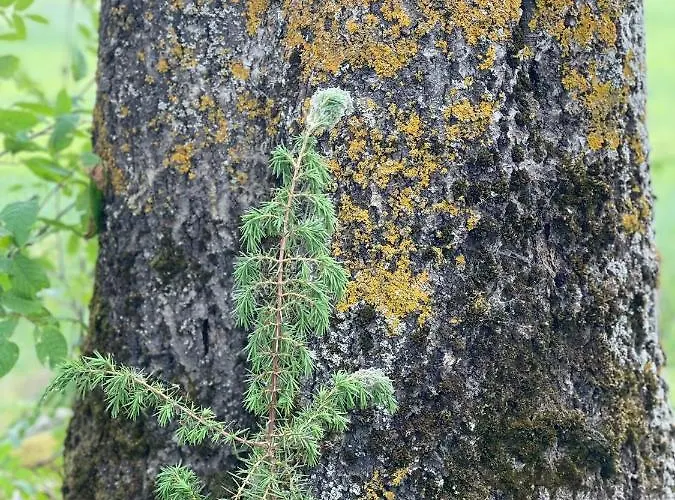 Apartment Mazurska *