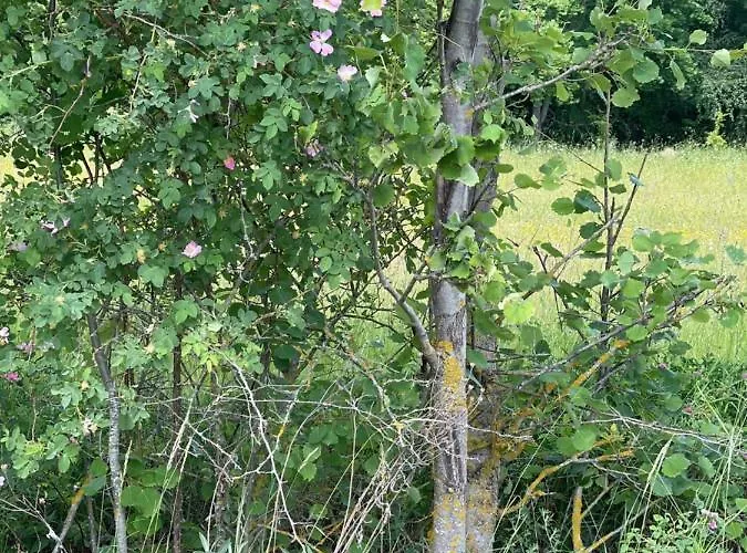 Mazurska Apartment *