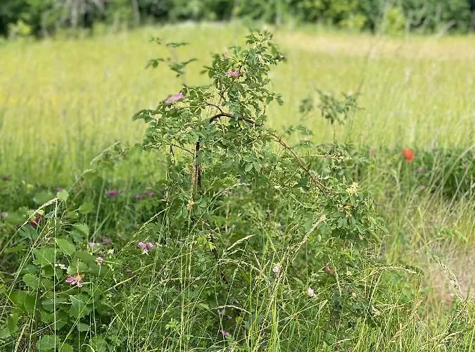 Mazurska Apartment Orzysz