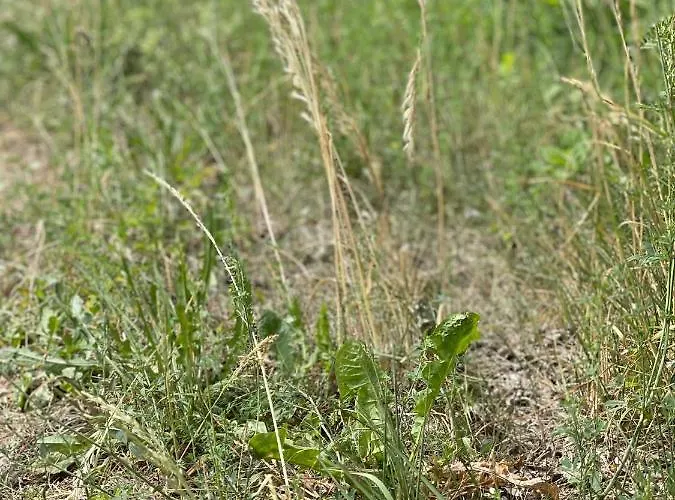 Apartment Mazurska *