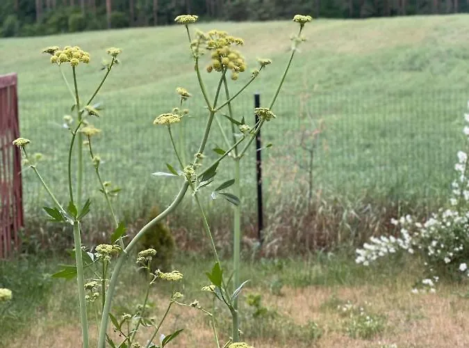 Apartment Mazurska Orzysz