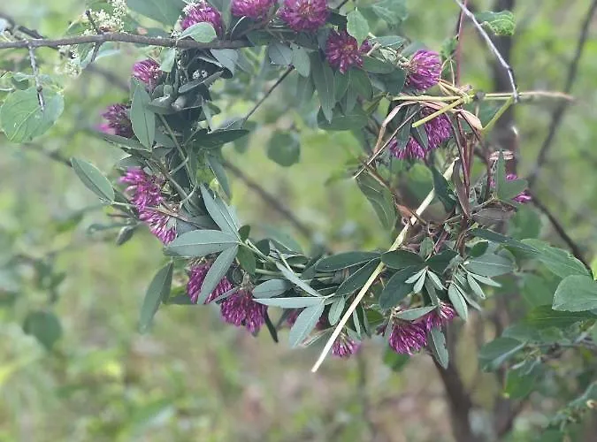 Mazurska Apartment Orzysz