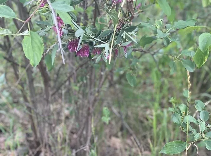 Mazurska Apartment *